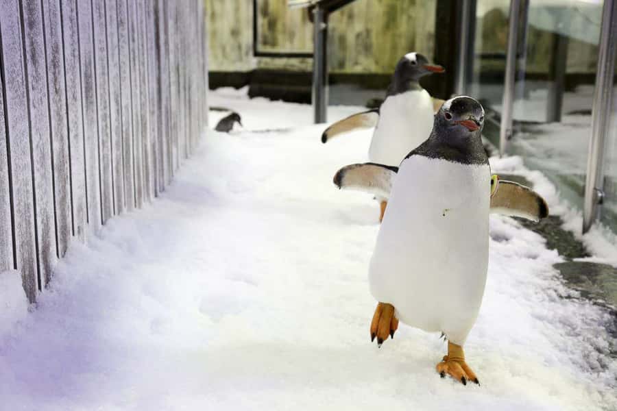 SEA LIFE Sydney Aquarium Entry Ticket - The penguins are the family favorite