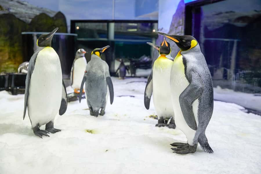SEA LIFE Sydney Aquarium Entry Ticket - CLAWS and the smaller creatures reward a slower pace