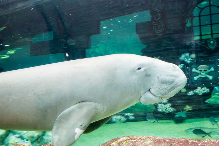 SEA LIFE Sydney Aquarium Entry Ticket - Plan for crowds, queues, and changing attractions