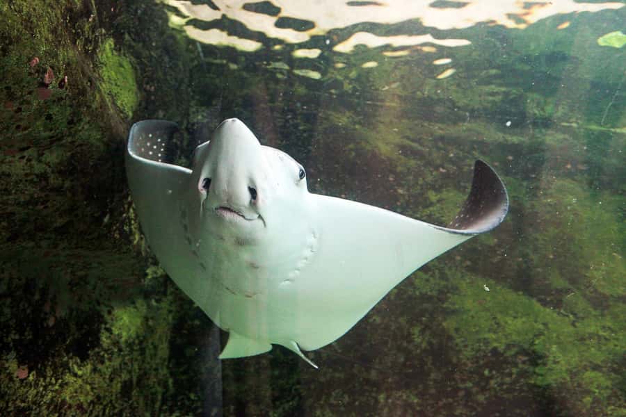 SEA LIFE Sydney Aquarium Entry Ticket - How long should you allow?