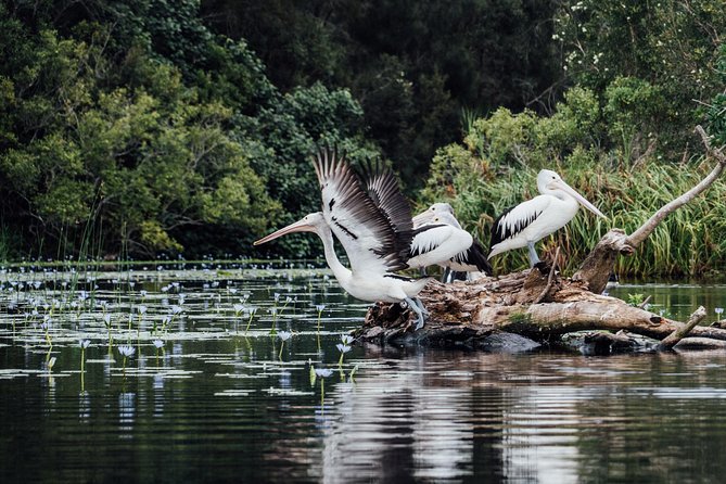 Serenity Cruise to Australia's Everglades - Wildlife spotting without false promises