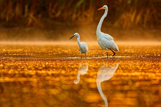 Serenity Cruise to Australia's Everglades - Is $67.42 good value?