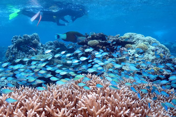 Silversonic Outer Great Barrier Reef Cruise from Port Douglas - Key points at a glance