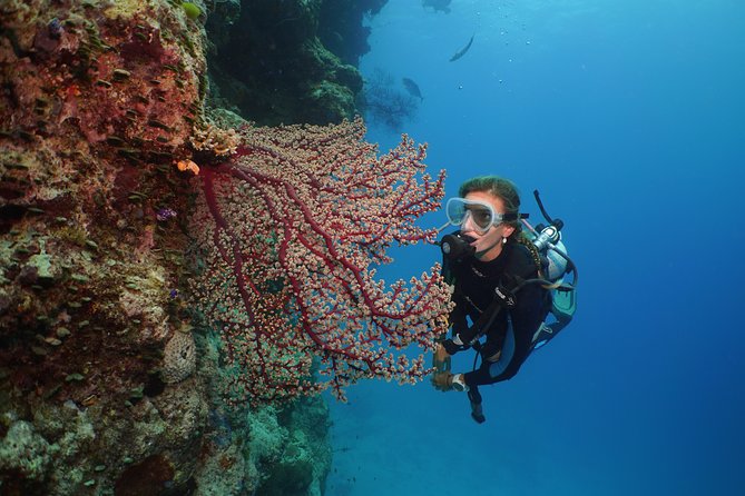 Silversonic Outer Great Barrier Reef Cruise from Port Douglas - Snorkeling for first-timers and confident swimmers