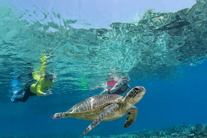 Silverswift Dive and Snorkel Great Barrier Reef Cruise - Choosing snorkeling or introductory scuba