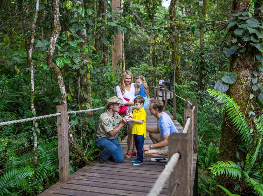 Skyrail Rainforest Cableway Round-Trip Experience - Why the Skyrail route works so well