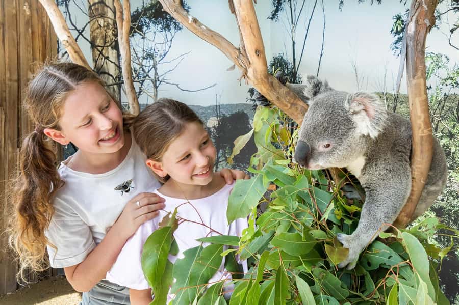 Small Group Blue Mountains, Wildlife & Scenic World Day Tour - Sydney Zoo and the koala photo