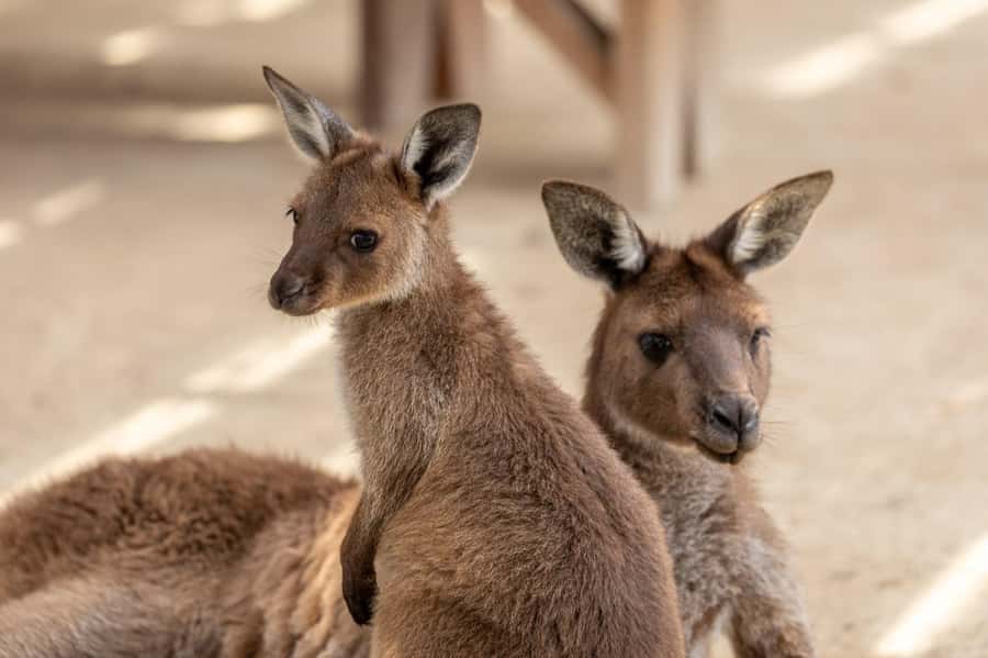 Small Group Blue Mountains, Wildlife & Scenic World Day Tour - Cahill’s Lookout and the return to Sydney