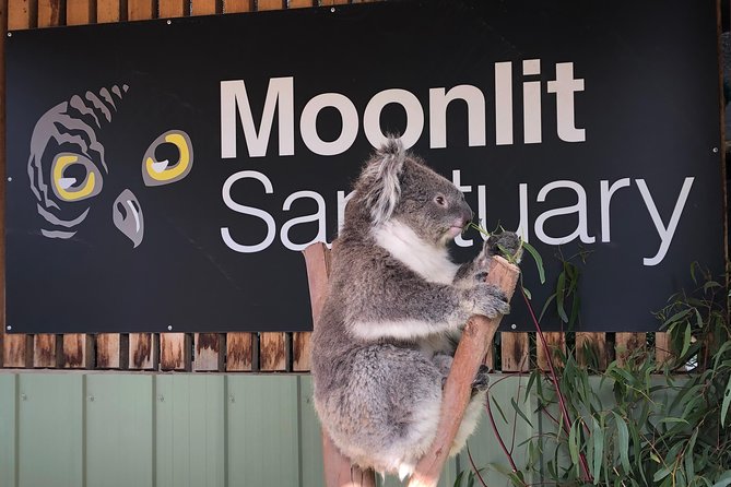 Small-Group Phillip Island Afternoon Day Trip from Melbourne - The Penguin Parade is the main event