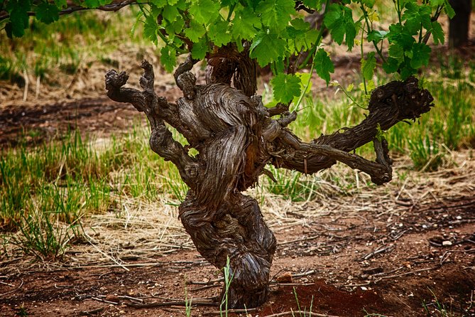 Small Tour Barossa Valley Voyager Tour from Adelaide - A final food stop and Maggie Beer’s Farm Shop