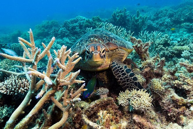 Snorkel & Dive the Reef: Sustainable, Scientific & Cultural Tour - Dry options: glass-bottom boat, semi-submersible, and observatory