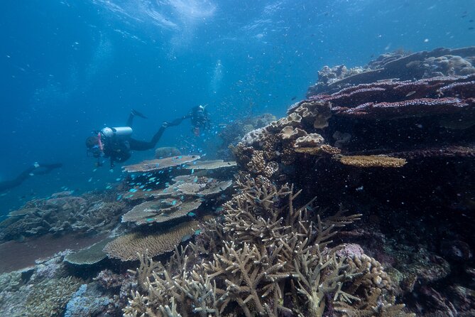 Snorkel & Dive the Reef: Sustainable, Scientific & Cultural Tour - Buffet lunch and the rhythm of the day