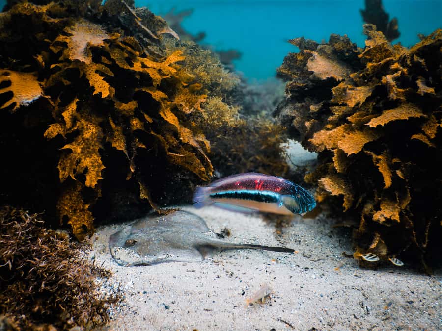 Snorkeling Tour: Discover Sydney’s impressive sea life - Key points at a glance