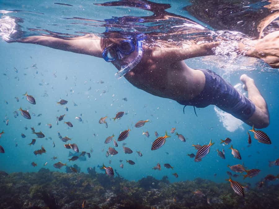 Snorkeling Tour: Discover Sydney’s impressive sea life - Why Clovelly makes a fine city snorkeling stop