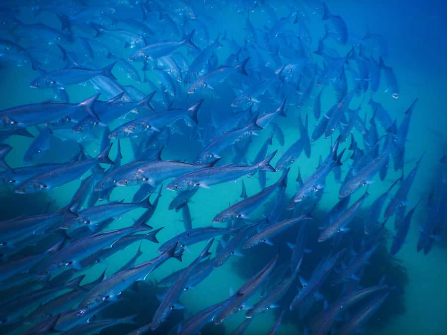 Snorkeling Tour: Discover Sydney’s impressive sea life - One hour among Sydney’s reef fish