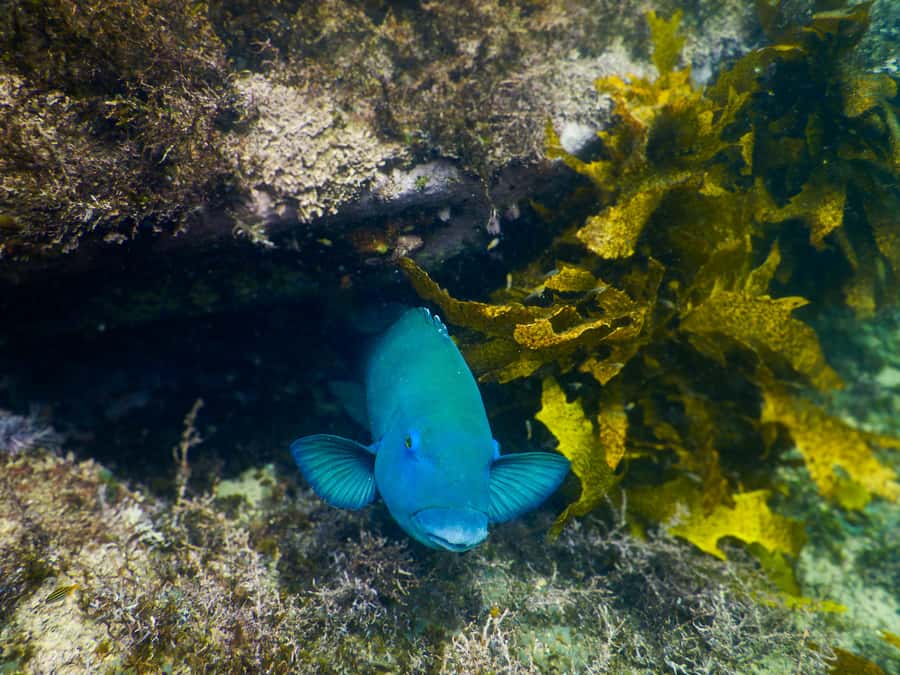 Snorkeling Tour: Discover Sydney’s impressive sea life - Why the free photos are worth having