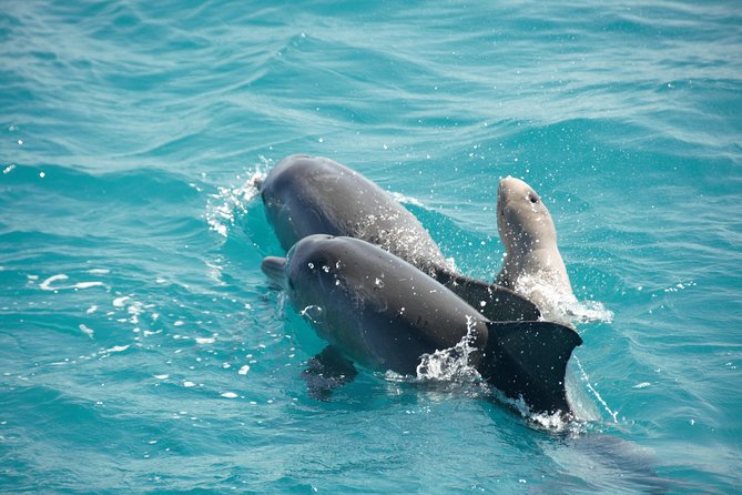 Snubfin Dolphin Eco Cruise from Broome - Six reasons this Broome cruise is worth considering