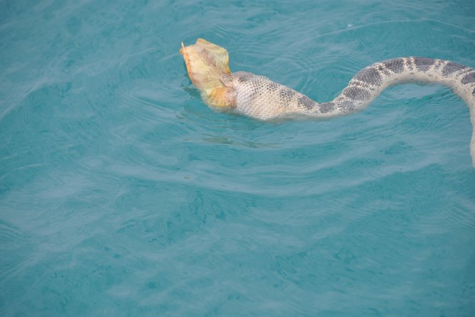 Snubfin Dolphin Eco Cruise from Broome - The boom-net swim is the fun wildcard