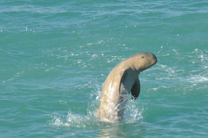Snubfin Dolphin Eco Cruise from Broome - What the four-hour outing feels like