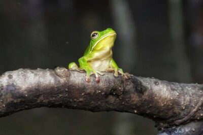 Solar Whisper Daintree River Crocodile and Wildlife Cruise