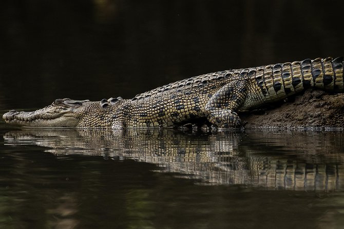 Solar Whisper Daintree River Crocodile and Wildlife Cruise - Birding and smaller creatures along the banks