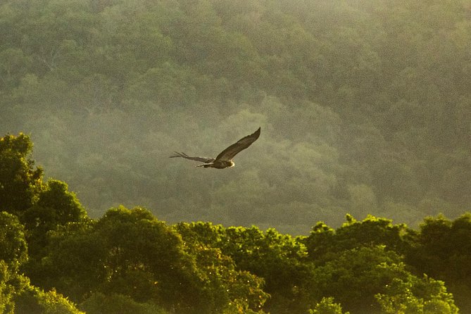 Solar Whisper Daintree River Crocodile and Wildlife Cruise - What the $25.10 price really buys you