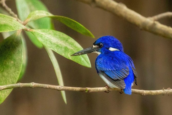 Solar Whisper Daintree River Crocodile and Wildlife Cruise - Who will enjoy this most