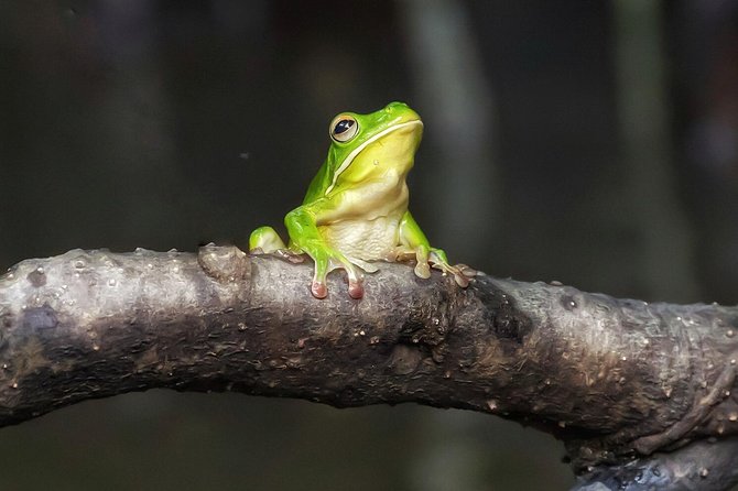 Solar Whisper Daintree River Crocodile and Wildlife Cruise - The one-hour route: what happens on the water
