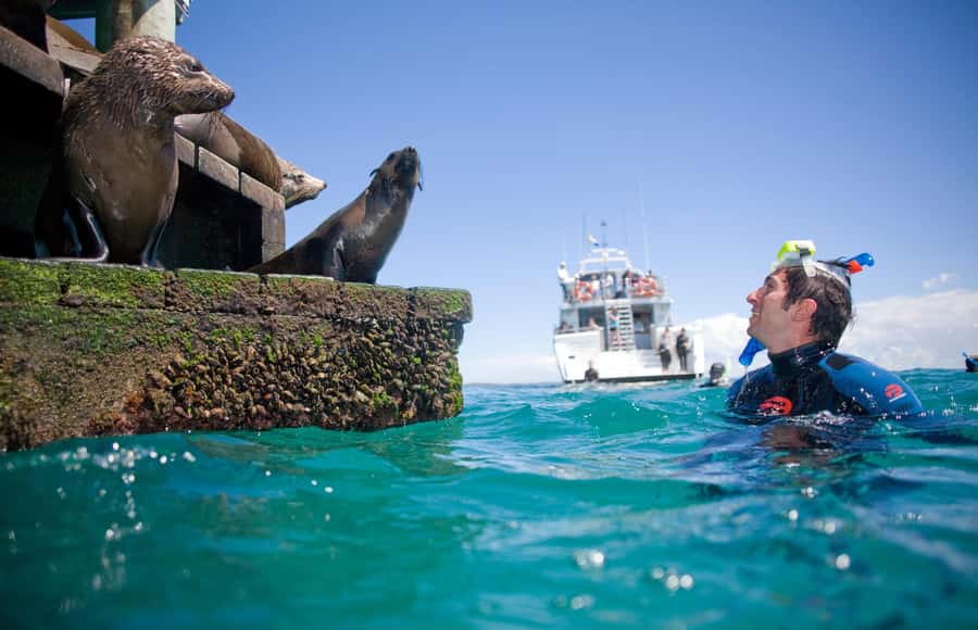 Sorrento: Dolphins & Seals Snorkeling Cruise w/ Lunch - Key points to know before booking