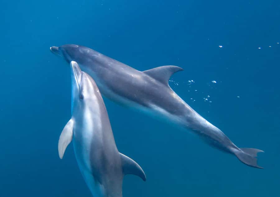 Sorrento: Dolphins & Seals Snorkeling Cruise w/ Lunch - Lunch, hot drinks, and a warm break
