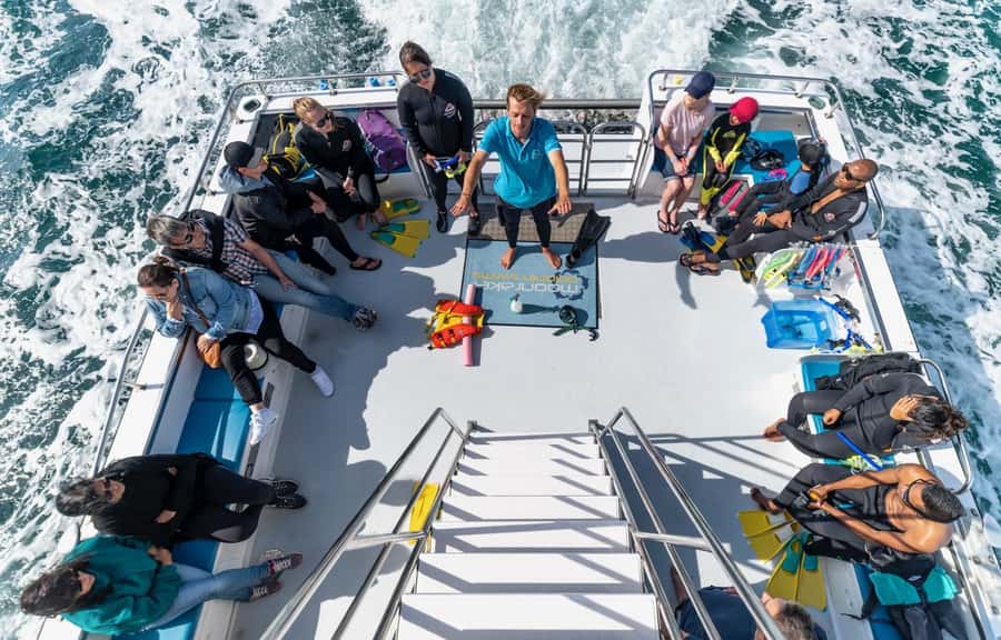 Sorrento: Dolphins & Seals Snorkeling Cruise w/ Lunch - What the $148 price really covers