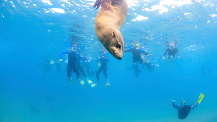 Sorrento: Dolphins & Seals Snorkeling Cruise w/ Lunch - Who will enjoy this cruise most