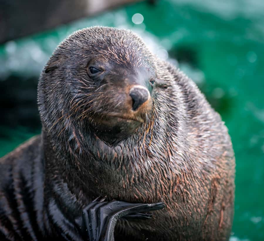 Sorrento,Mornington Peninsula: Wildlife & Sightseeing Cruise - The key things to know before you book