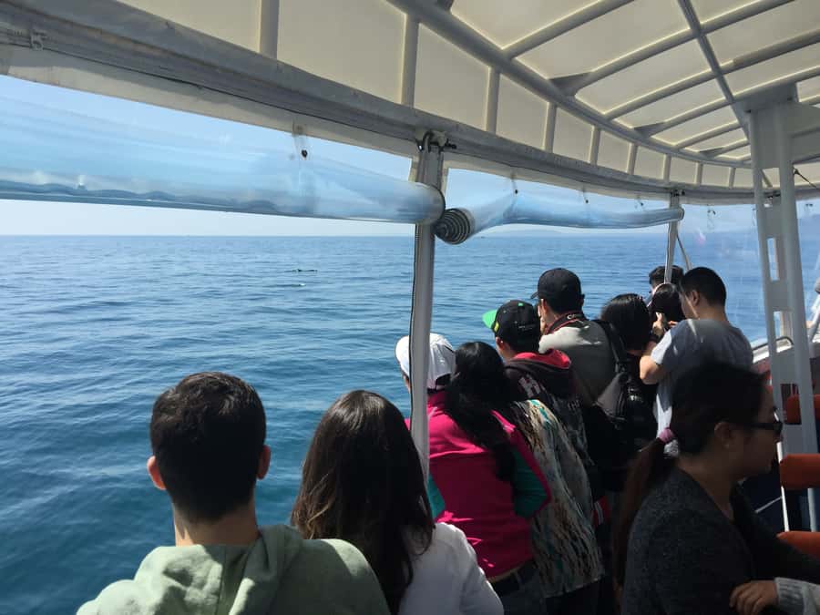 Sorrento,Mornington Peninsula: Wildlife & Sightseeing Cruise - Looking for Australian fur seals