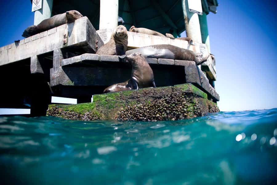 Sorrento,Mornington Peninsula: Wildlife & Sightseeing Cruise - What the guides add to the 90 minutes