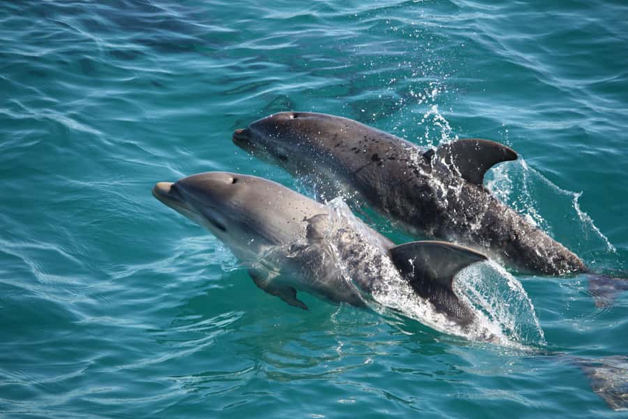 Sorrento,Mornington Peninsula: Wildlife & Sightseeing Cruise - Cruising from Sorrento toward Portsea