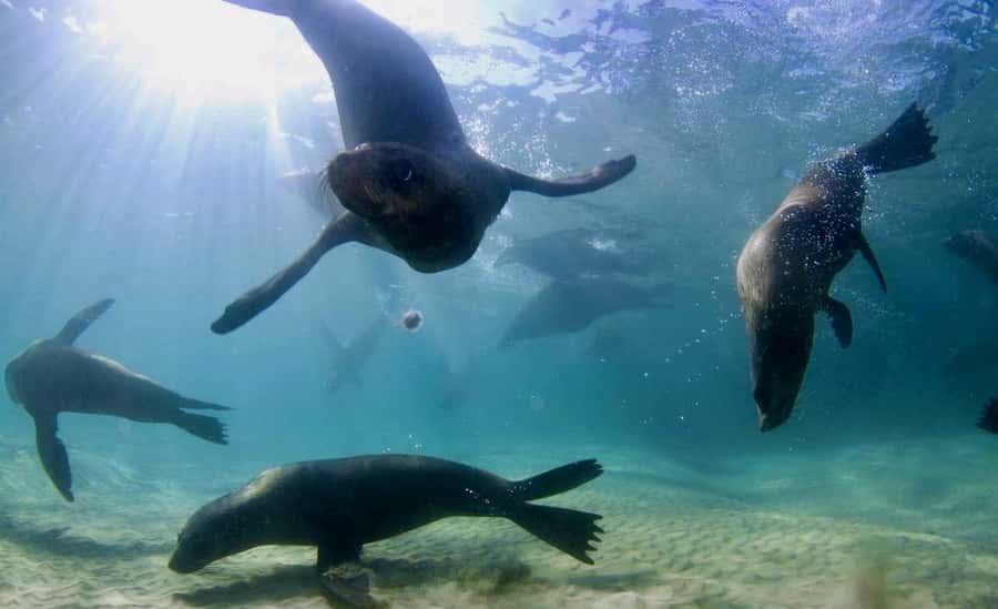 Sorrento: Seal and Sea Dragons 2-Hour Snorkel Experience - Four things to know before you book