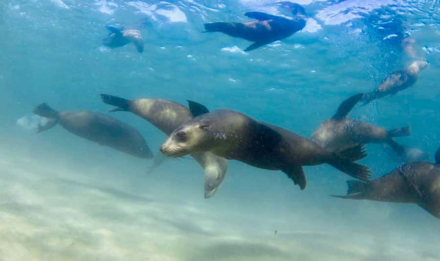 Sorrento: Seal and Sea Dragons 2-Hour Snorkel Experience - Sorrento Pier and the start of the bay cruise