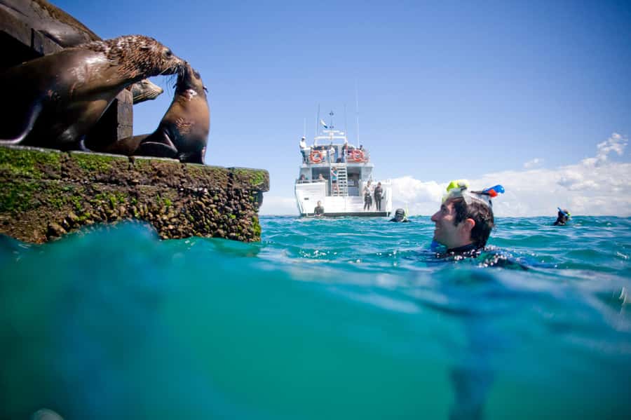Sorrento: Seal and Sea Dragons 2-Hour Snorkel Experience - What the full wetsuit and snorkel kit mean for you