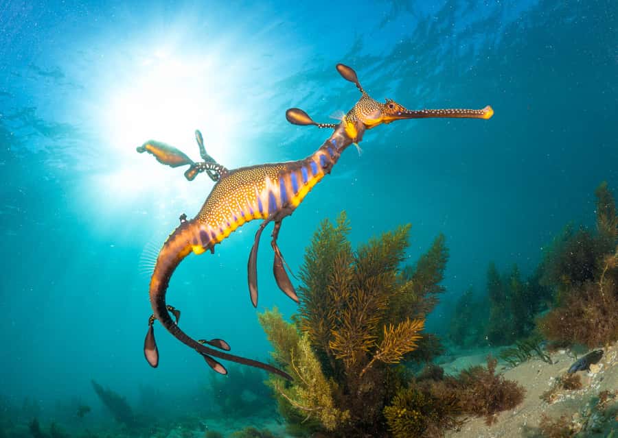 Sorrento: Seal and Sea Dragons 2-Hour Snorkel Experience - Lunch, hot chocolate, and the practical value of $92