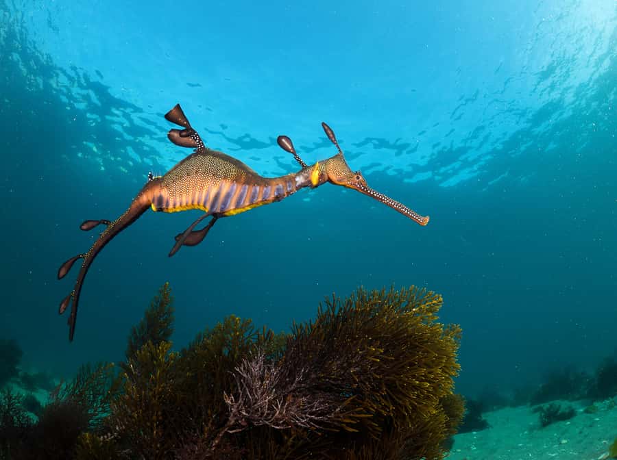 Sorrento: Seal and Sea Dragons 2-Hour Snorkel Experience - Who will enjoy this Sorrento experience most