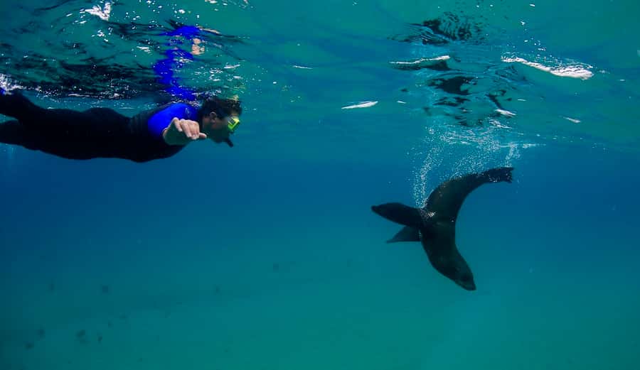Sorrento: Seal and Sea Dragons 2-Hour Snorkel Experience - The first swim: Australian fur seals in shallow water