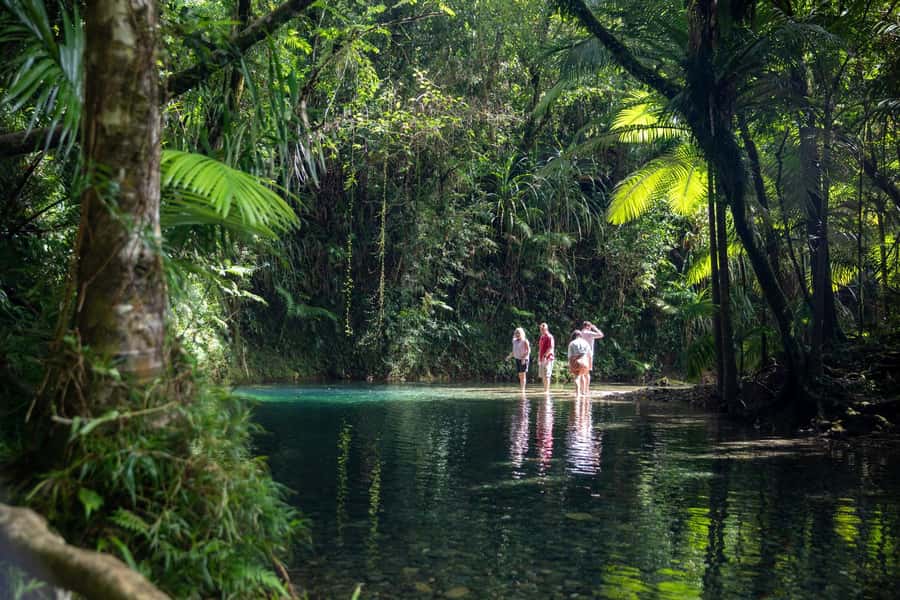 Southern Daintree Explorer Tour - Half Day - What this half-day Daintree tour is trying to do
