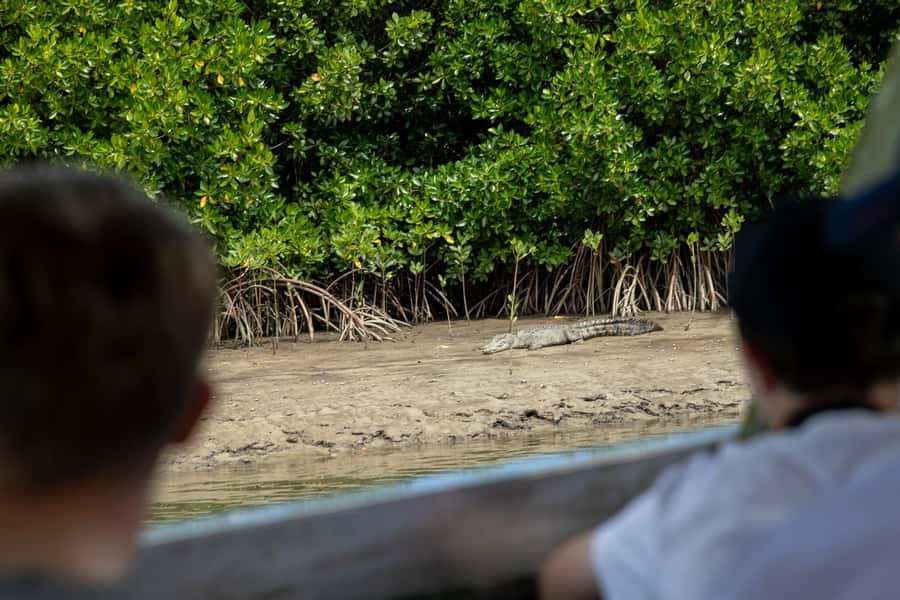 Southern Daintree Explorer Tour - Half Day - A one-hour cruise on the Daintree River