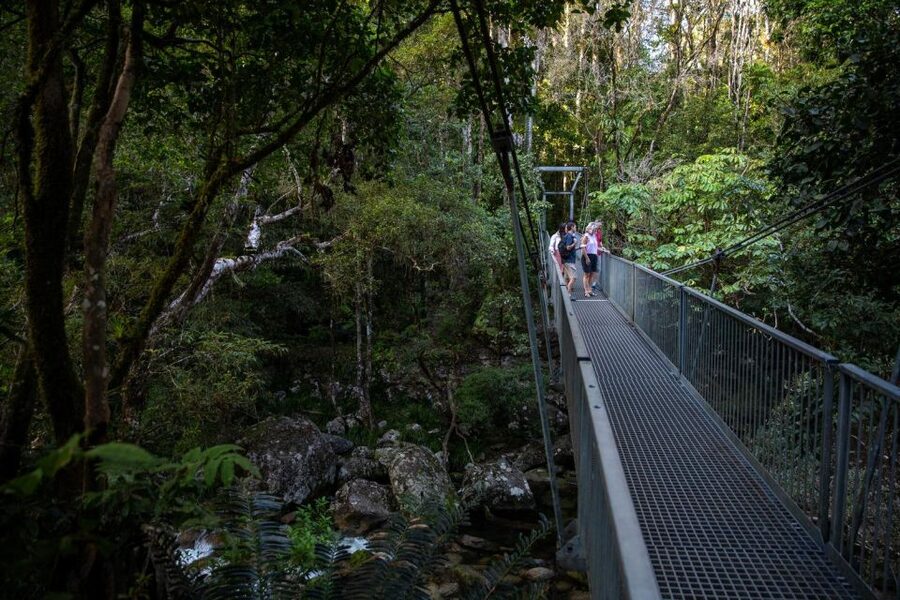 Southern Daintree Explorer Tour - Half Day - The guide can shape the whole experience