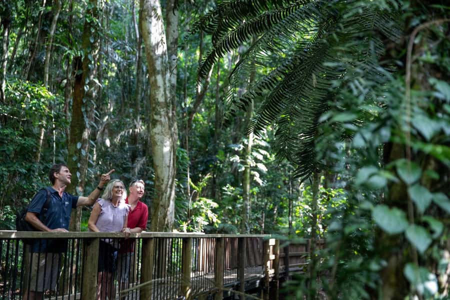 Southern Daintree Explorer Tour - Half Day - Should you book the Southern Daintree Explorer?