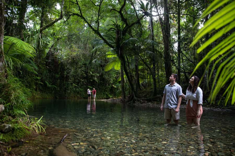 Southern Daintree Explorer Tour - Half Day - Mossman Gorge: the tour’s rainforest introduction
