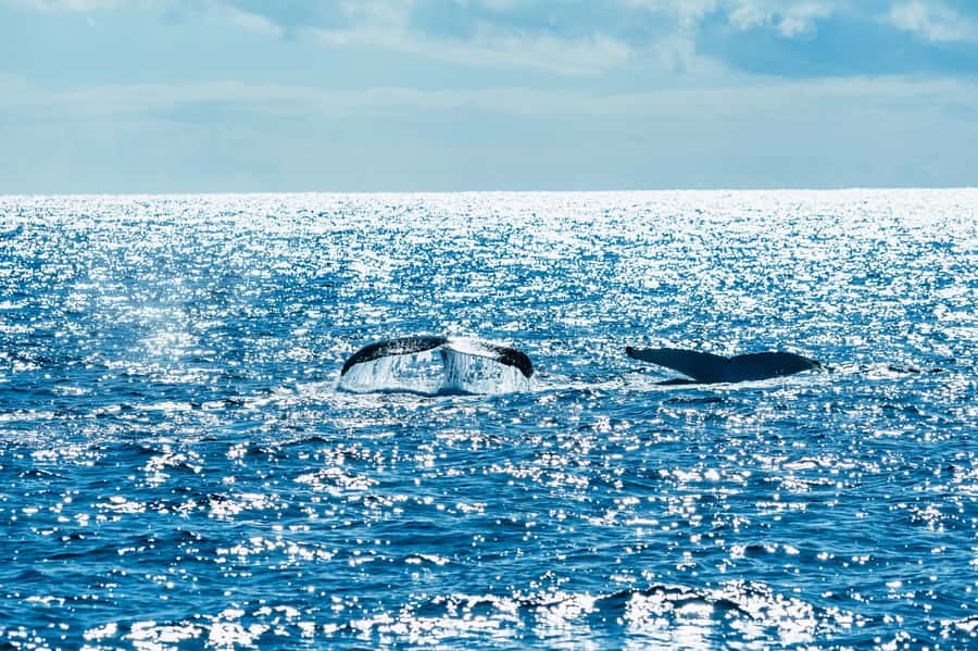 Spirit of Gold Coast 2.5-Hour Whale Watching Tour - Key points to know before you go