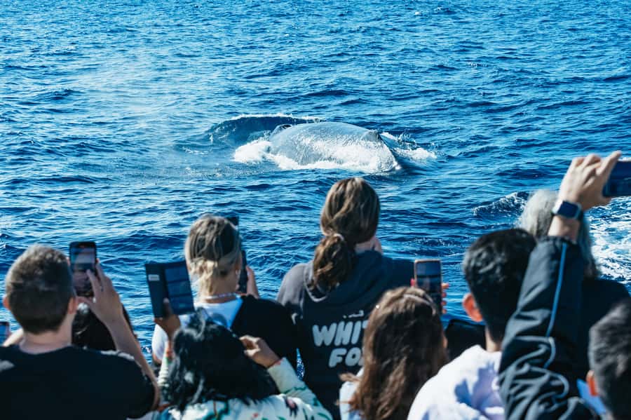 Spirit of Gold Coast 2.5-Hour Whale Watching Tour - Finding humpbacks along the Gold Coast