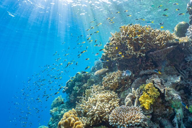 Sunlover Reef Cruises Cairns Great Barrier Reef Experience - Crew service and crowd management